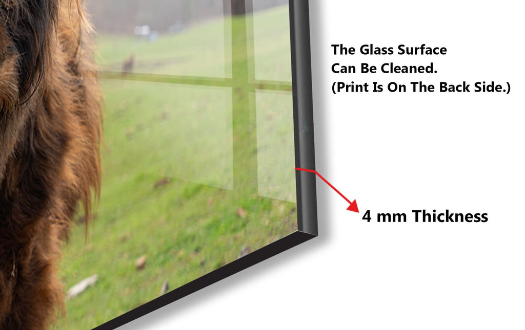 a cow is looking through a glass window